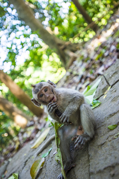 Monkeying вокруг в лесу Бали - Фото, изображение
