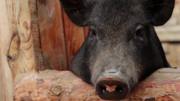 Big Pig is Looking at the Camera and Grunts it is Good Funny Pig - Footage, Video