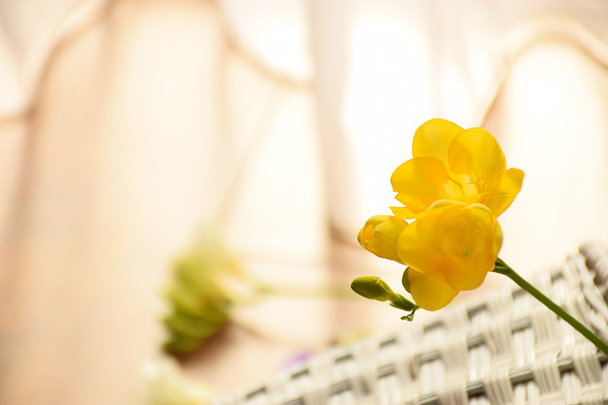 Φρέζια λουλούδια σε καλάθι - Φωτογραφία, εικόνα