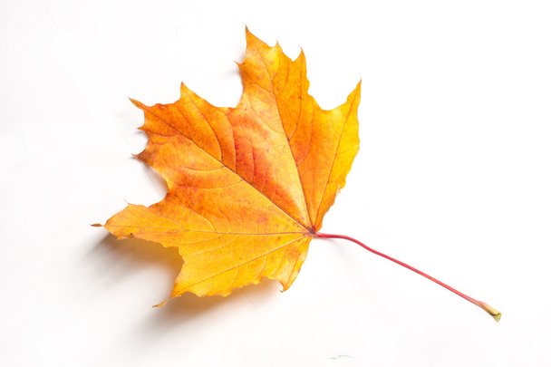 Textur, Hintergrund. Herbst-Ahornblätter. auf weißem Hintergrund, - Foto, Bild