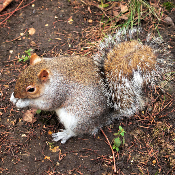 Söpö harmaa orava, Hyde park
 - Valokuva, kuva
