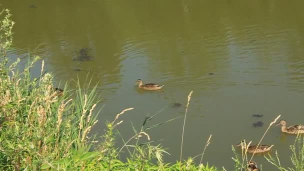 Ducks - Footage, Video