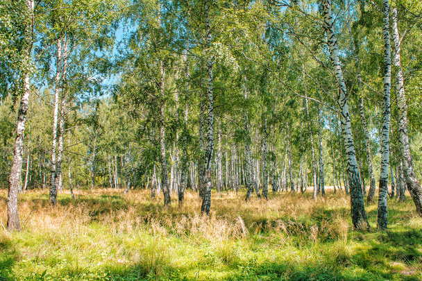 small birch grove - Photo, Image