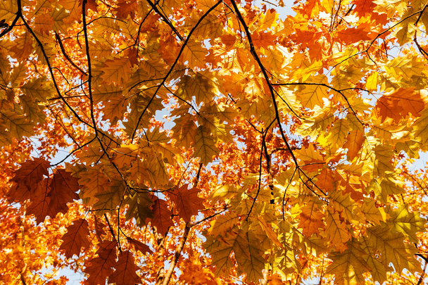top van de boom in de herfst - Foto, afbeelding