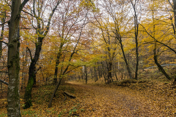 Mountain path and Autumn trees, Vitosha Mountain, Sofia City Region - 写真・画像