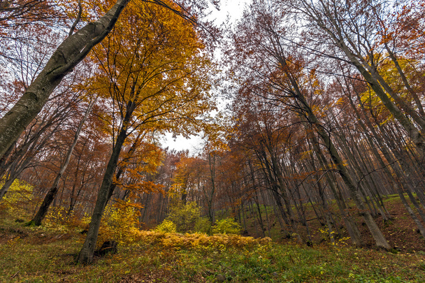 Yellow leafs of beech, Vitosha Mountain, Sofia City Region - Foto, immagini