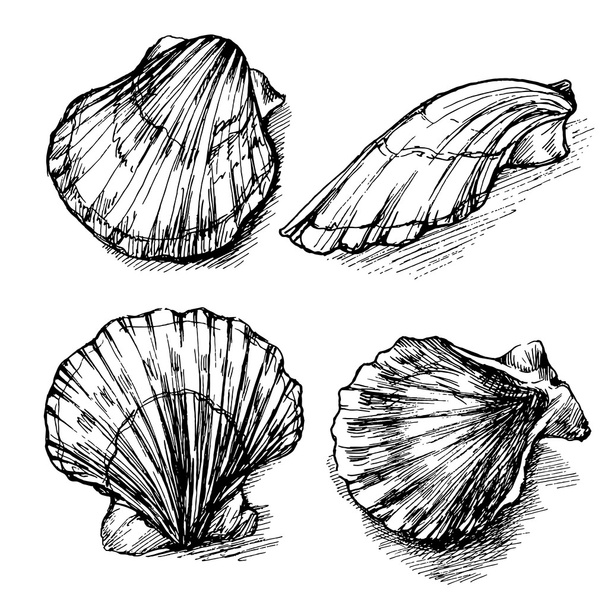 Vector  sketch of seashells isolated on white background. - Вектор,изображение