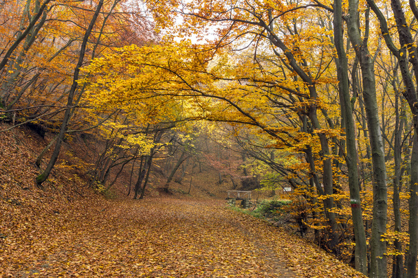 Amazing Autumn Landscape of mountain foodpath, Vitosha Mountain, Sofia City Region - Valokuva, kuva