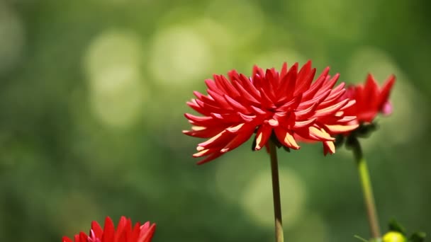 κόκκινο Ντάλια λουλούδια στο πρωινό φως μέσα σε καταπράσινο κήπο - Πλάνα, βίντεο