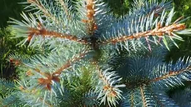green fir trees forest - Πλάνα, βίντεο