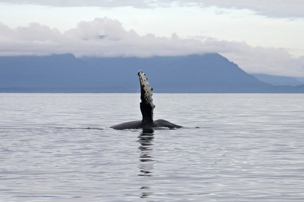 Καμπούρης φάλαινα εμφάνιση πτερύγιο στο σημείο adolphus - Φωτογραφία, εικόνα