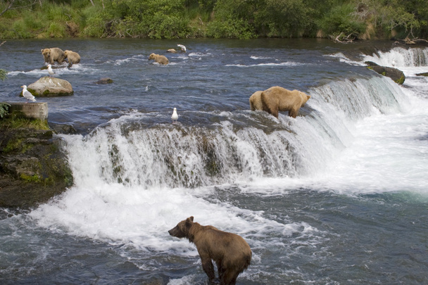 Grizzly Bears Alaska 'daki Katmai Ulusal Parkı' nda somon avlıyor. - Fotoğraf, Görsel