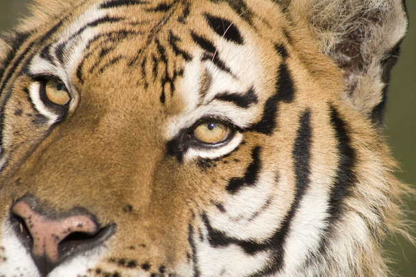 Una tigre siberiana
 - Foto, immagini
