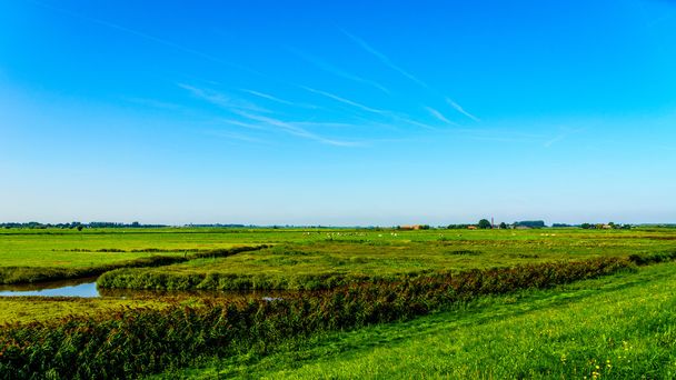 Rolnik pól i łąk poniżej grobli wzdłuż Veluwemeer pod błękitne niebo w Holandii - Zdjęcie, obraz
