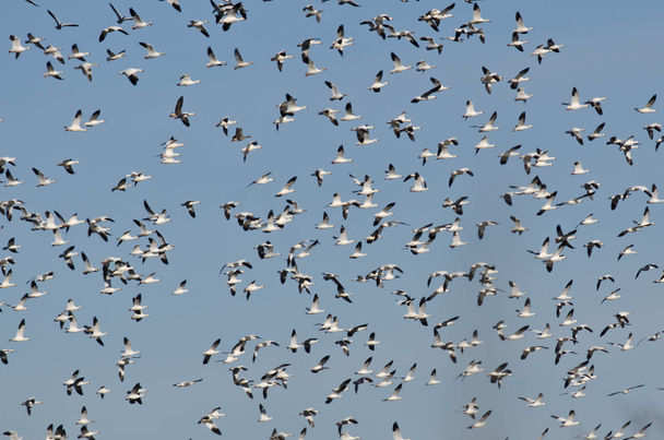 Масивні стадо сніг гусей, що летіли у Синє небо  - Фото, зображення