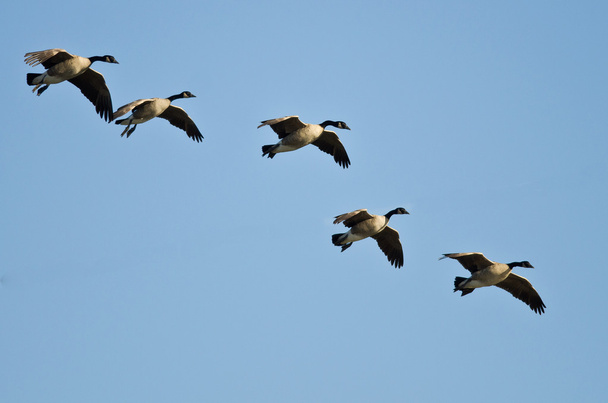Fünf Kanadagänse kommen zur Landung  - Foto, Bild