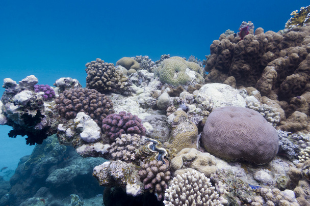 κοραλλιογενή ύφαλο με πετρώδεις κοράλλια στο κάτω μέρος του Ερυθρά θάλασσα - Φωτογραφία, εικόνα