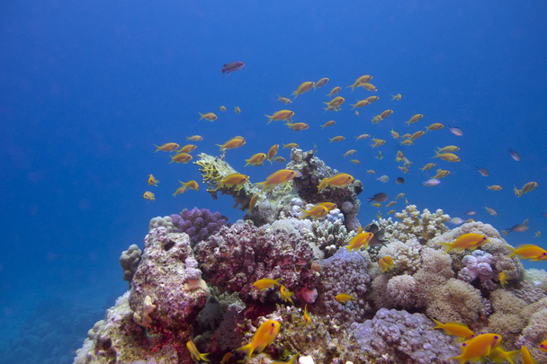 Barriera corallina colorata con pesci esotici Anthias
 - Foto, immagini