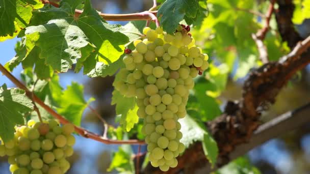 Fresh grapes on bush - Footage, Video