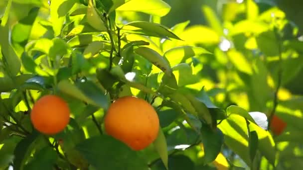 Orangenbäume mit Früchten auf Plantage - Filmmaterial, Video