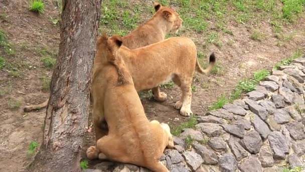 afrikkalaiset leijonat
 - Materiaali, video