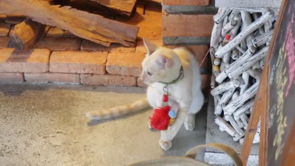 Mladá kočka hrající hračka v kavárně místní kočka - Záběry, video