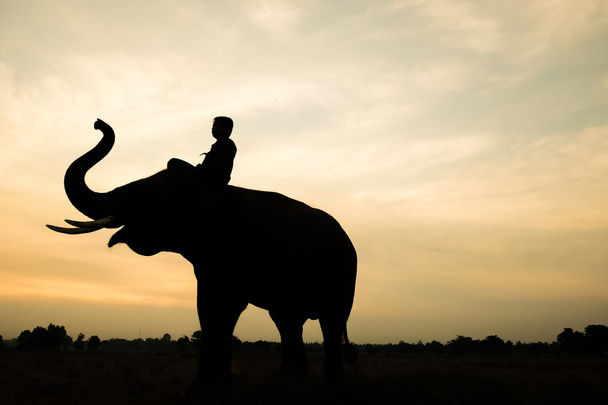 Mann sitzt auf Elefantensilhouette - Foto, Bild