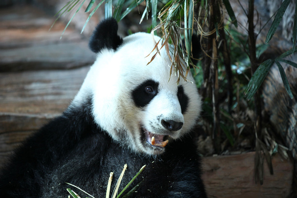 bamboo bear or a giant panda, Thailand - Фото, изображение