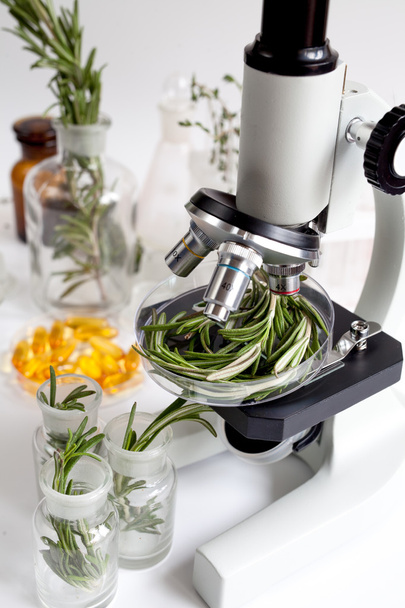 Food quality control in the laboratory rosemary - Photo, Image