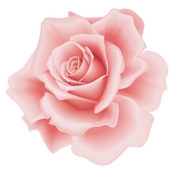 Eristetty vaaleanpunainen ruusu - Vektori, kuva