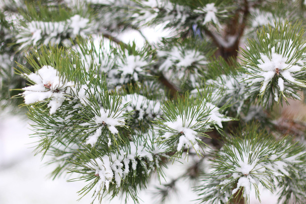 最初の冬の雪枝 - 写真・画像