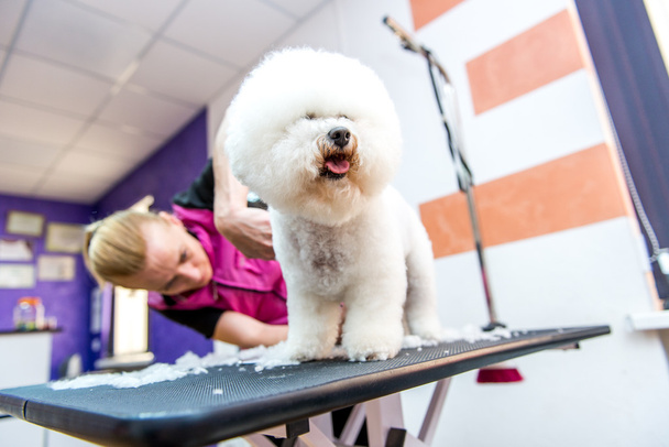 Уход за собаками Бишон Фриз в профессиональной парикмахерской
 - Фото, изображение