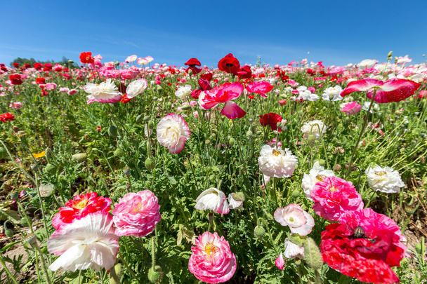 квіти квітучі поля в Японії  - Фото, зображення