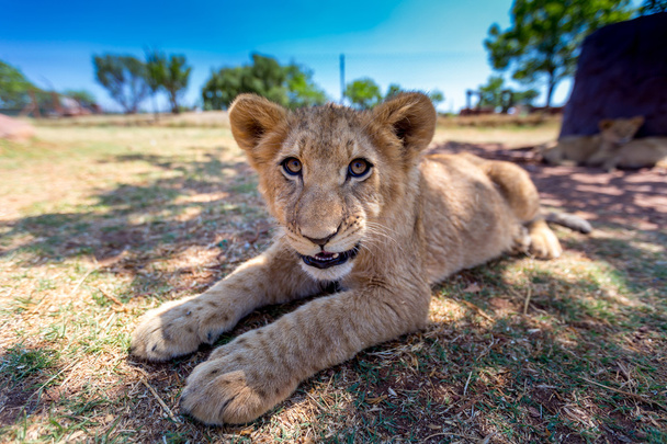 Little Lion Cub in Africa
 - Фото, изображение