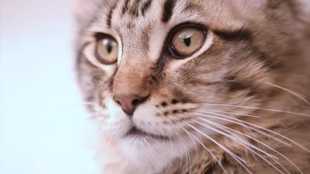 Maine coon cat looking - Footage, Video