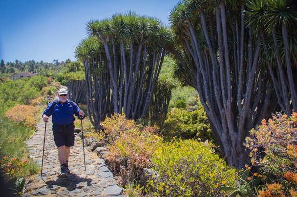 Senior at the nordic walking in landscape of La Palma - Photo, Image