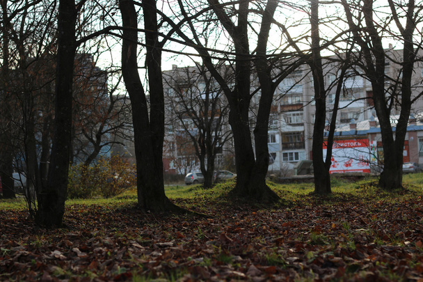 Осінні паркові дерева голі
 - Фото, зображення