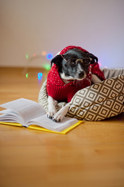 Black-white dog bespectacled and in a reindeer suit put paws on the open book. - Photo, Image
