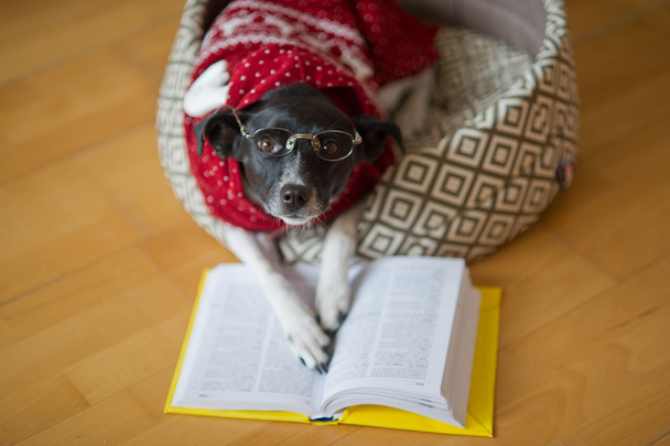 Чорно-біла собака в передпокої і в костюмі оленя кладуть лапи на відкриту книгу
. - Фото, зображення