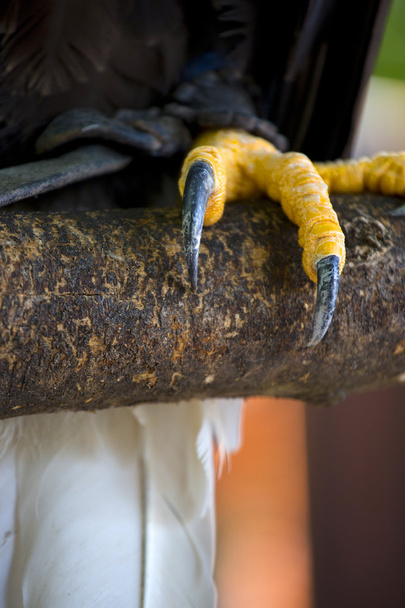 Closeup of a claws of an white-headed american bald eagle - Fotó, kép