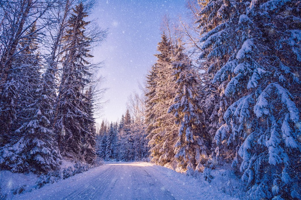 beautiful winter landscape: snowy forest on sunny day  - Photo, Image