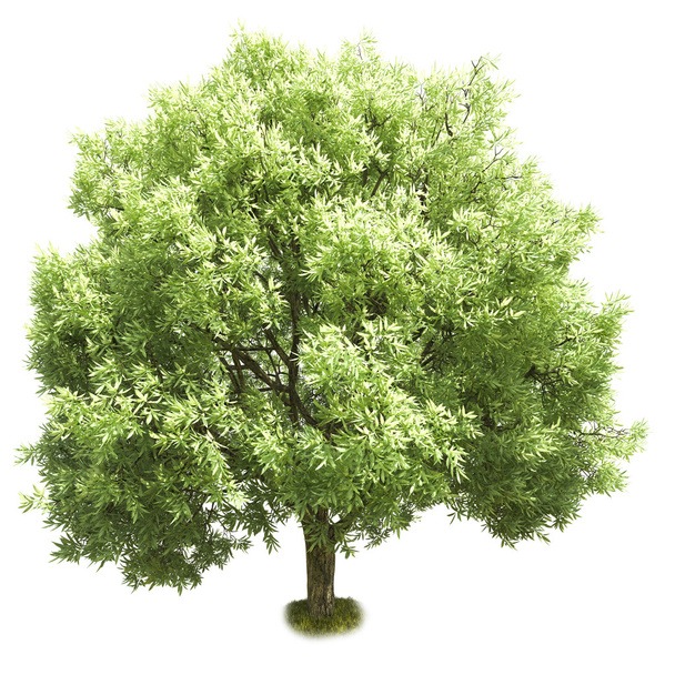 Árvore única isolada sobre fundo branco - Foto, Imagem