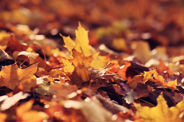 maple autumn leaves - Фото, зображення