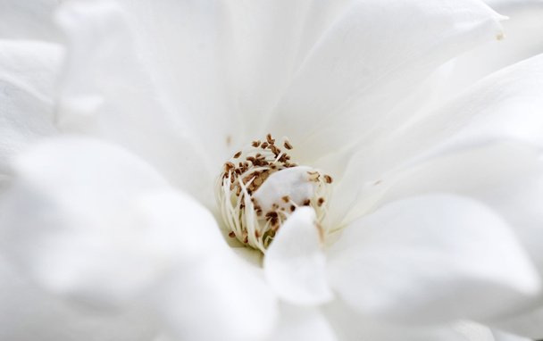 White flower - Photo, Image