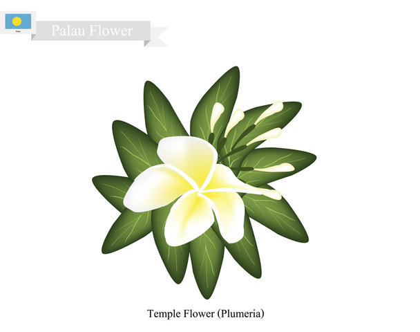 Храм квітка, популярні квітка у Palau - Вектор, зображення