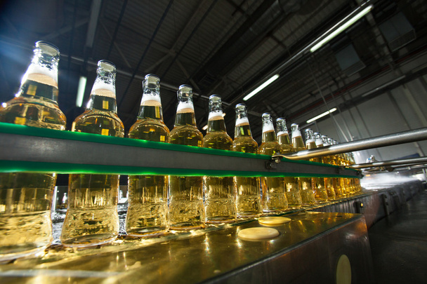 Beer bottles on the conveyor in the plant. - Photo, Image