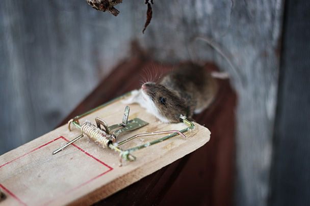 mysz w pułapce na myszy - Zdjęcie, obraz
