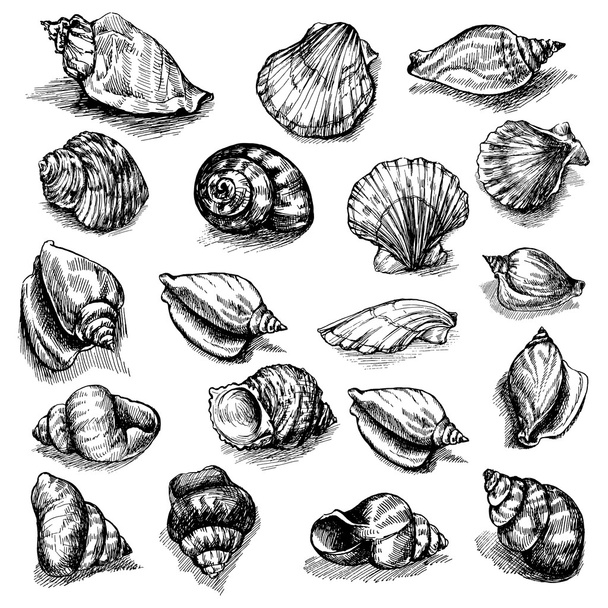 Gran colección vectorial de conchas marinas dibujadas aisladas sobre fondo blanco. Conjunto de animales marinos tirados a mano
. - Vector, Imagen