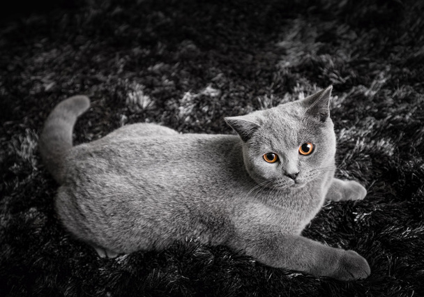  Britská krátkosrstá kočka čistokrevná kočička - Fotografie, Obrázek