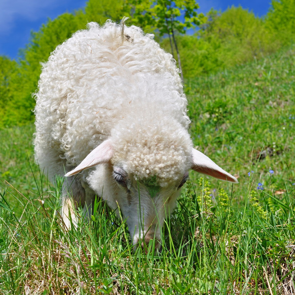 A nyári táj bárány - Fotó, kép